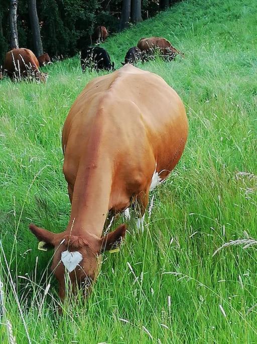 Ferienwohnung Fuer Naturfreunde Rathmannsdorf Екстериор снимка